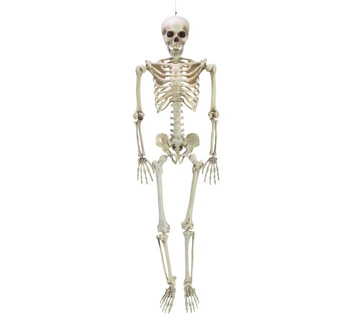 LIFESIZE SKELETON DECOR