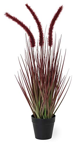 DOGTAIL MAROON SMALL GRASS