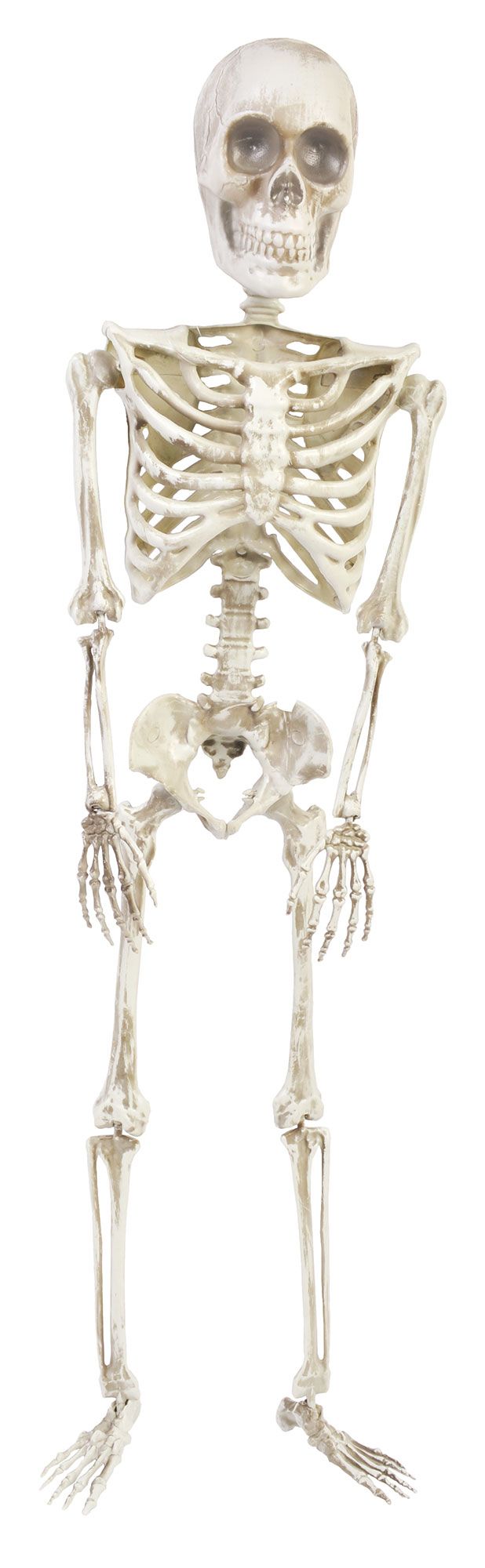 36” Articulated Skeleton