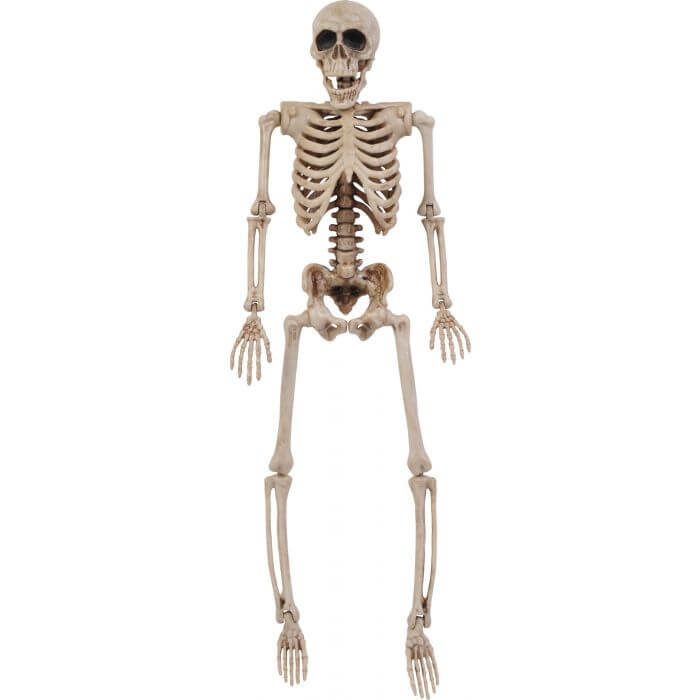 Posable Skeleton 14in