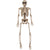 Posable Skeleton 14in