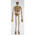 Fun World HOLIDAY: HALLOWEEN 5 ft. Realistic Skeleton